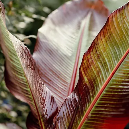 Bri Homestay szállás *